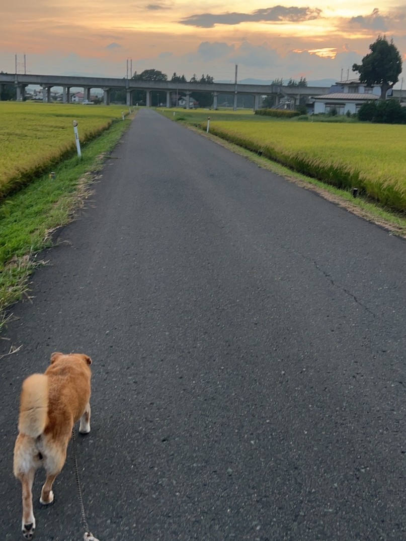 【コスパ最強】愛犬の餌は結局「愛犬元気」が一番！？11歳シニア犬が安いご飯でも”めっちゃ元気”な理由